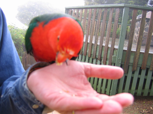 Rosella eating from Dan's hand, O'Reilly's