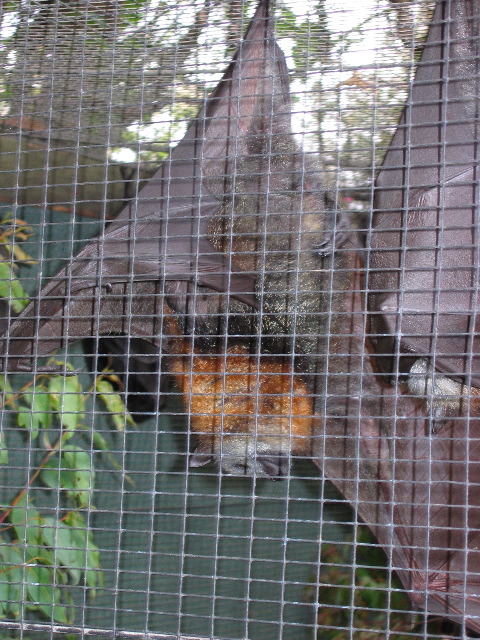 Bat, at Lone Pine Koala Sanctuary, Brisbane