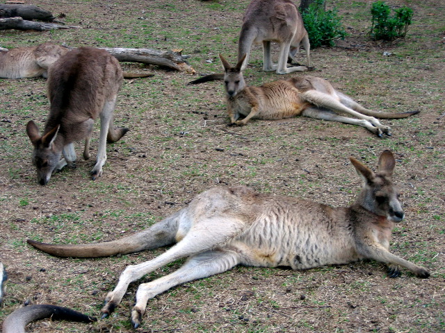 Kangaroos, at Lone Pine Koala Sanctuary, Brisbane