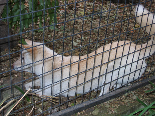Dingo, at Lone Pine Koala Sanctuary, Brisbane