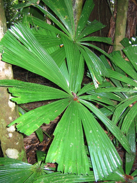 Fan palm, Daintree rainforest