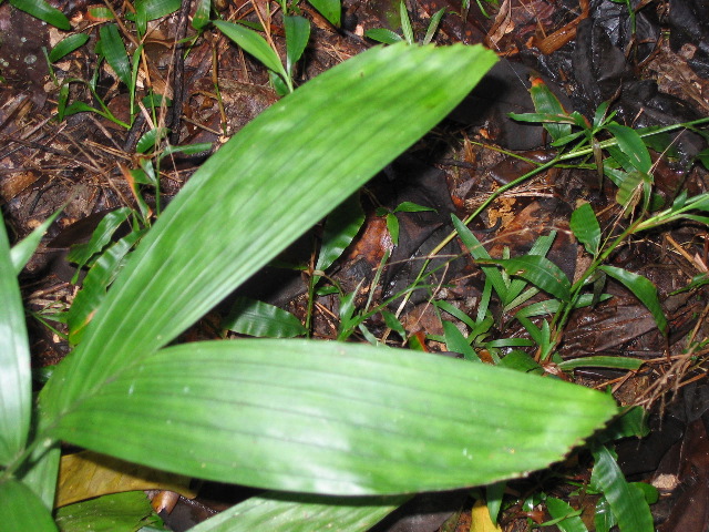 Fishtail palm, Daintree rainforest