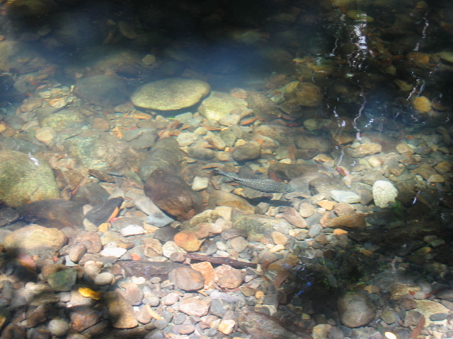 Fish in stream, Daintree rainforest