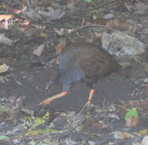 Orange-footed scrub fowl, Daintree rainforest