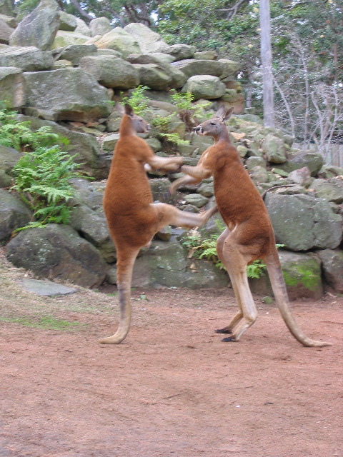 Kangaroos at Sydney zoo