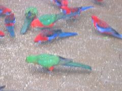 Rosellas and king parrots, O'Reilly's