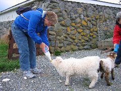 Shelley feeding 1 month old lamb, Kaikoura
