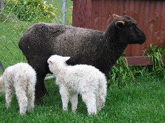 Newborn lambs and mother