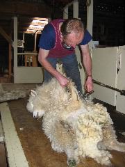 Sheep shearing demonstration, Kaikoura