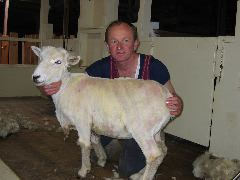 Sheep shearing demonstration