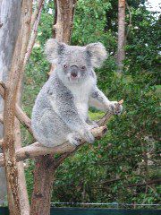 Koala, at Lone Pine Koala Sanctuary, Brisbane