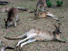 Kangaroos, at Lone Pine Koala Sanctuary, Brisbane