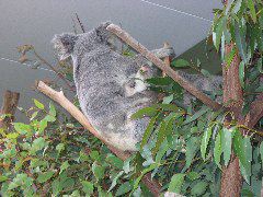 Koala mother and baby, at Lone Pine Koala Sanctuary, Brisbane