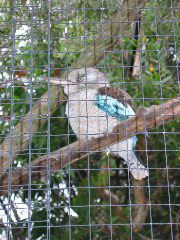Blue wing kookabura, at Lone Pine Koala Sanctuary, Brisbane
