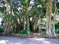Ficus, botanical garden, Brisbane
