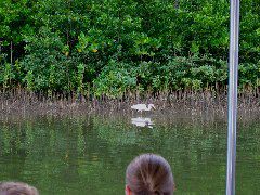 Egret, Daintree River