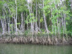 Mangroves, Daintree River