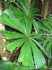 Fan palm, Daintree rainforest