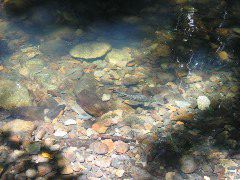 Fish in stream, Daintree rainforest