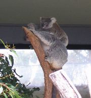 Koala mother and baby, Sydney zoo