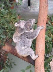Koala mother and baby, Sydney zoo