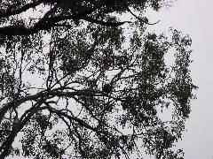 Koala in tree, O'Reilly's